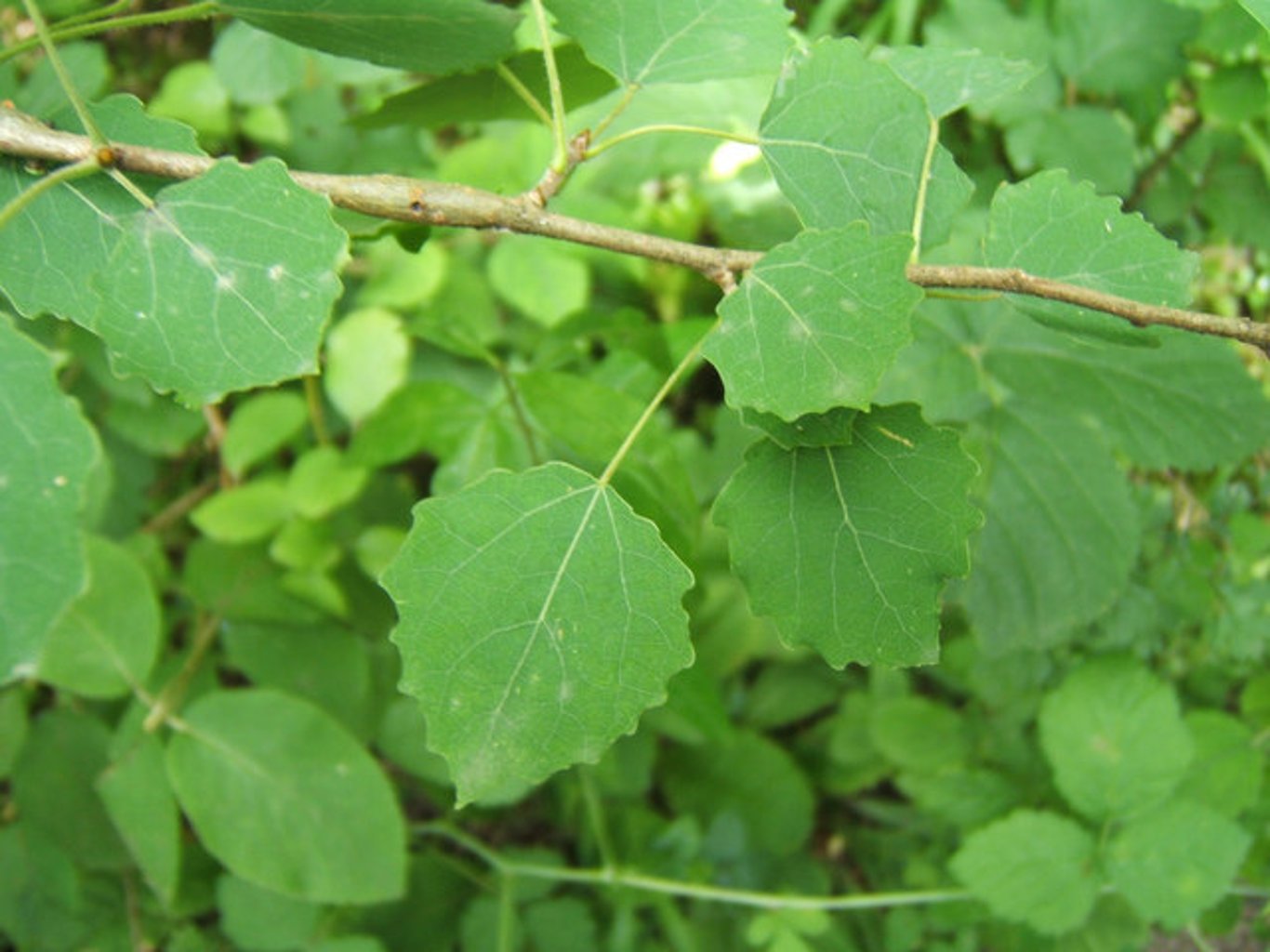 Populus tremula - 80-120 CM bare root 1/1